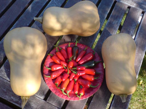 butternut and chillis